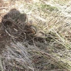 Varanus rosenbergi at Majura, ACT - 20 Nov 2018