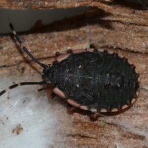 Diemenia rubromarginata at Majura, ACT - 21 Nov 2018 03:18 PM