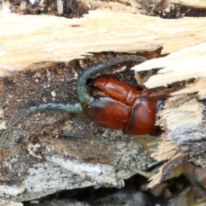 Cormocephalus aurantiipes at Majura, ACT - 21 Nov 2018