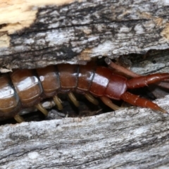 Cormocephalus aurantiipes at Majura, ACT - 21 Nov 2018