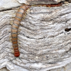 Cormocephalus aurantiipes at Majura, ACT - 21 Nov 2018