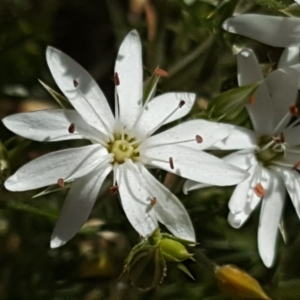 Stellaria pungens at Isaacs, ACT - 18 Nov 2018