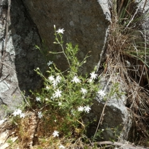 Stellaria pungens at Isaacs, ACT - 18 Nov 2018