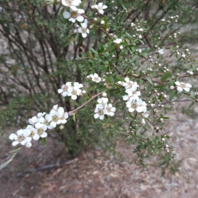 Gaudium brevipes (Grey Tea-tree) at Isaacs Ridge and Nearby - 21 Nov 2018 by Mike