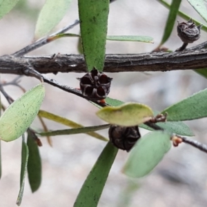 Gaudium brevipes at Isaacs, ACT - 21 Nov 2018