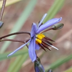 Dianella revoluta var. revoluta (Black-Anther Flax Lily) at Isaacs, ACT - 21 Nov 2018 by Mike