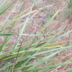 Dianella revoluta var. revoluta at Isaacs, ACT - 21 Nov 2018 04:07 PM