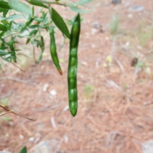 Acacia howittii at Isaacs, ACT - 21 Nov 2018 03:41 PM