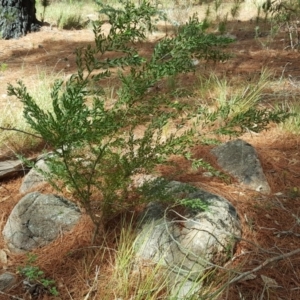 Acacia howittii at Isaacs, ACT - 21 Nov 2018 03:41 PM