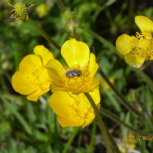 Musca vetustissima at Dry Plain, NSW - 17 Nov 2018