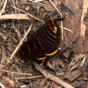 Platyzosteria similis at Majura, ACT - 21 Nov 2018 12:45 PM