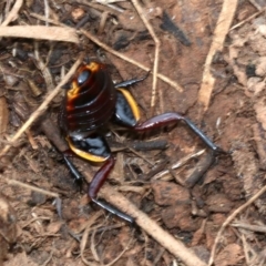 Platyzosteria similis at Majura, ACT - 21 Nov 2018 12:45 PM