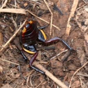 Platyzosteria similis at Majura, ACT - 21 Nov 2018