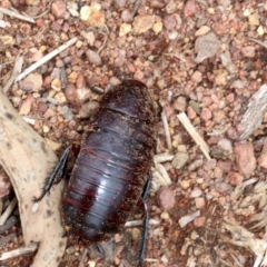 Platyzosteria similis at Majura, ACT - 21 Nov 2018