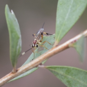 Ichneumonidae (family) at Higgins, ACT - 6 Nov 2018 10:55 AM