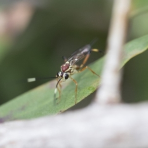 Ichneumonidae (family) at Higgins, ACT - 6 Nov 2018