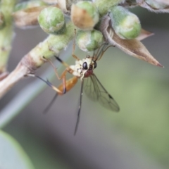 Ichneumonidae (family) at Higgins, ACT - 6 Nov 2018 10:55 AM