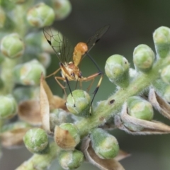 Ichneumonidae (family) at Higgins, ACT - 6 Nov 2018