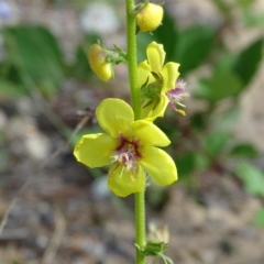 Verbascum virgatum (Green Mullein) at Isaacs, ACT - 21 Nov 2018 by Mike