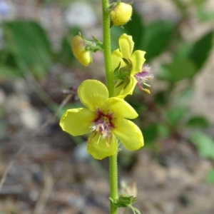 Verbascum virgatum at Isaacs, ACT - 21 Nov 2018 04:35 PM