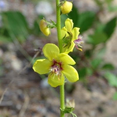 Verbascum virgatum (Green Mullein) at Isaacs, ACT - 21 Nov 2018 by Mike