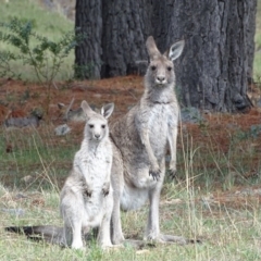 Macropus giganteus (Eastern Grey Kangaroo) at Isaacs, ACT - 21 Nov 2018 by Mike