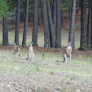 Macropus giganteus at Isaacs, ACT - 21 Nov 2018 04:33 PM