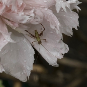 Tettigoniidae (family) at Higgins, ACT - 6 Nov 2018 11:11 AM