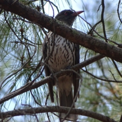 Oriolus sagittatus (Olive-backed Oriole) at Isaacs Ridge and Nearby - 21 Nov 2018 by Mike