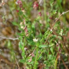 Gonocarpus tetragynus (Common Raspwort) at Isaacs, ACT - 21 Nov 2018 by Mike