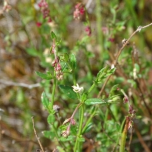 Gonocarpus tetragynus at Isaacs, ACT - 21 Nov 2018