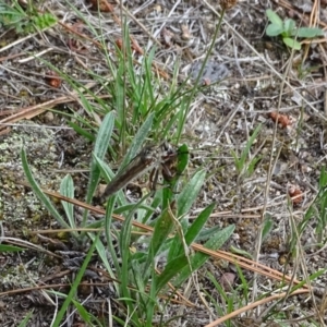 Asilinae sp. (subfamily) at Isaacs, ACT - 21 Nov 2018 04:25 PM