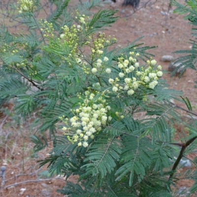 Acacia mearnsii (Black Wattle) at Isaacs, ACT - 21 Nov 2018 by Mike