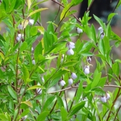 Billardiera heterophylla (Western Australian Bluebell Creeper) at Isaacs Ridge - 21 Nov 2018 by Mike