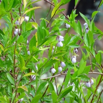 Billardiera heterophylla (Western Australian Bluebell Creeper) at Isaacs, ACT - 21 Nov 2018 by Mike