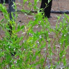 Billardiera heterophylla at Isaacs, ACT - 21 Nov 2018 03:58 PM