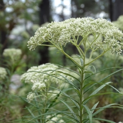 Cassinia longifolia (Shiny Cassinia, Cauliflower Bush) at Isaacs Ridge - 21 Nov 2018 by Mike