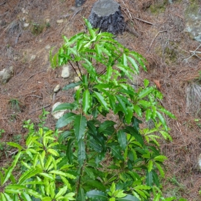 Pittosporum undulatum (sweet pittosporum) at Isaacs, ACT - 21 Nov 2018 by Mike