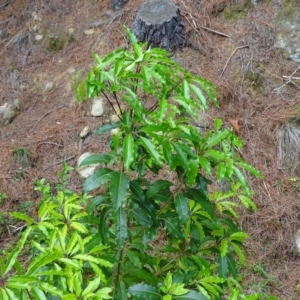 Pittosporum undulatum at Isaacs, ACT - 21 Nov 2018