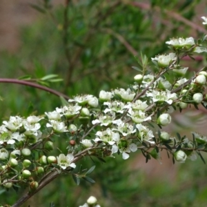 Leptospermum obovatum at Isaacs, ACT - 21 Nov 2018