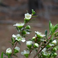 Leptospermum obovatum at Isaacs, ACT - 21 Nov 2018 03:53 PM