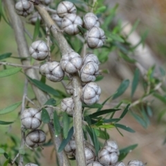 Leptospermum obovatum at Isaacs, ACT - 21 Nov 2018