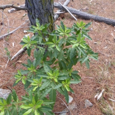 Pittosporum undulatum (sweet pittosporum) at Isaacs, ACT - 21 Nov 2018 by Mike