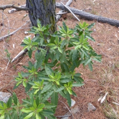 Pittosporum undulatum (Sweet Pittosporum) at Isaacs, ACT - 21 Nov 2018 by Mike