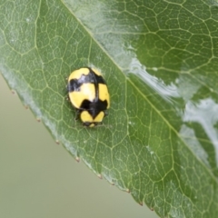 Illeis galbula (Fungus-eating Ladybird) at Higgins, ACT - 6 Nov 2018 by AlisonMilton