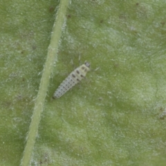 Illeis galbula at Higgins, ACT - 6 Nov 2018 11:27 AM