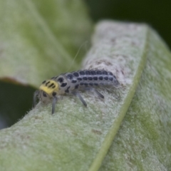 Illeis galbula at Higgins, ACT - 6 Nov 2018 11:27 AM