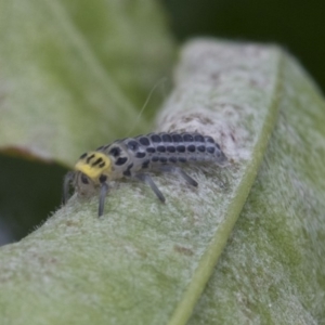 Illeis galbula at Higgins, ACT - 6 Nov 2018 11:27 AM