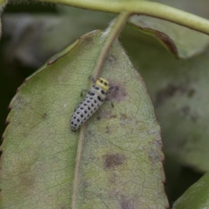 Illeis galbula at Higgins, ACT - 6 Nov 2018 11:27 AM