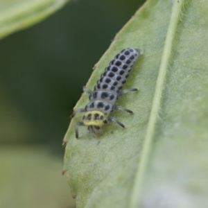 Illeis galbula at Higgins, ACT - 6 Nov 2018 11:27 AM